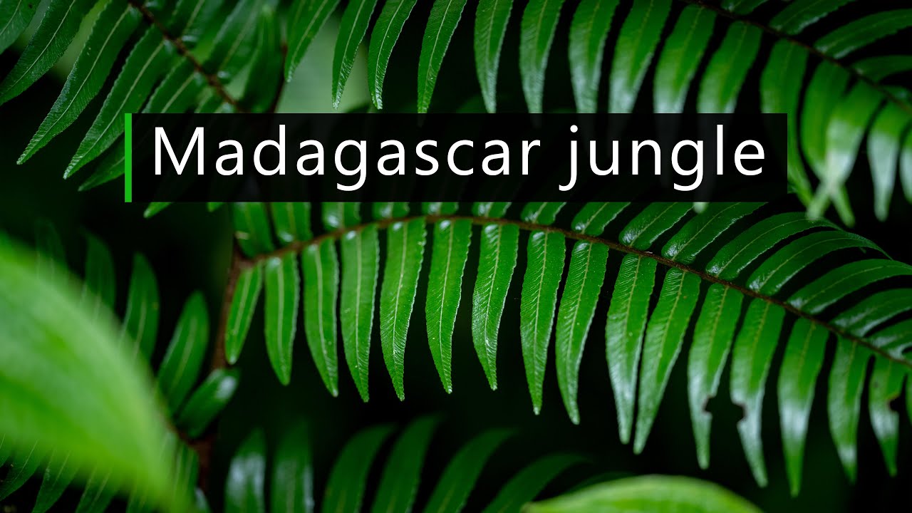 Dawn in Madagascar rainforest - Nature sounds