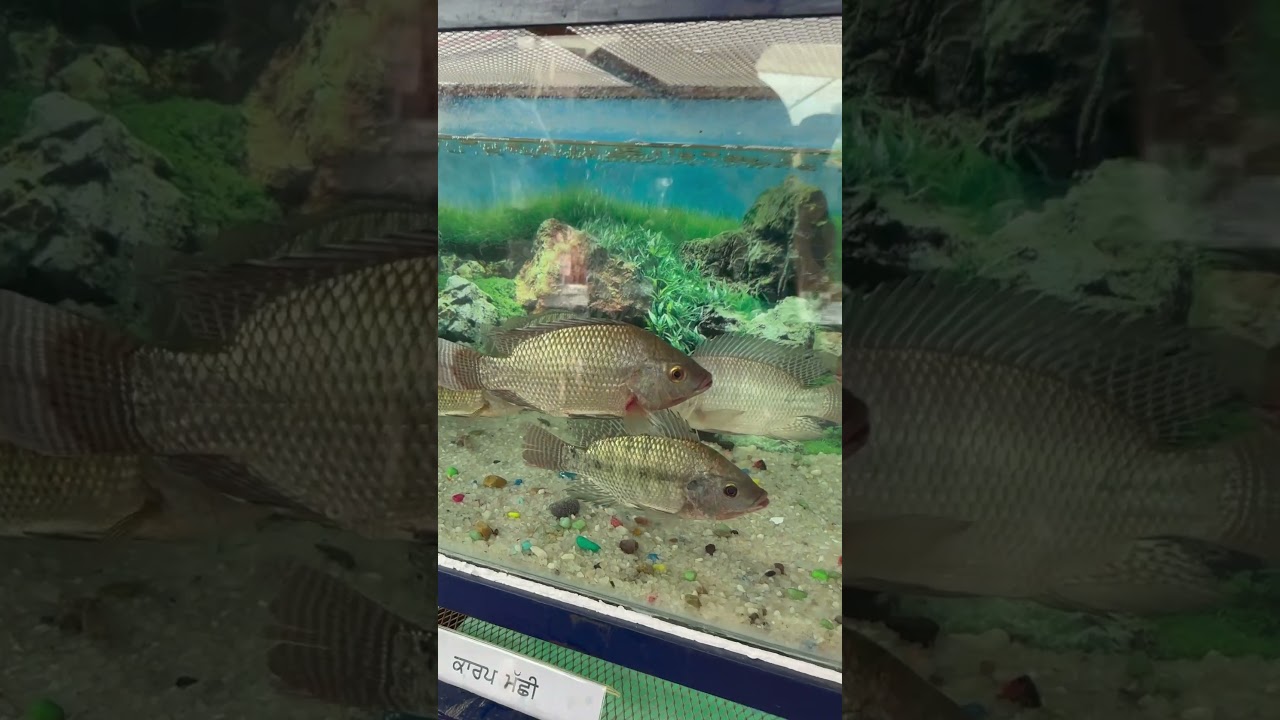 Tilapia fish in aquarium #fish #tilapia