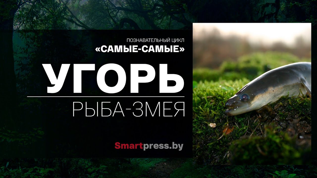 Рыба или змея? Рассказываем, зачем угри выходят на сушу и почему нерестятся лишь раз в жизни