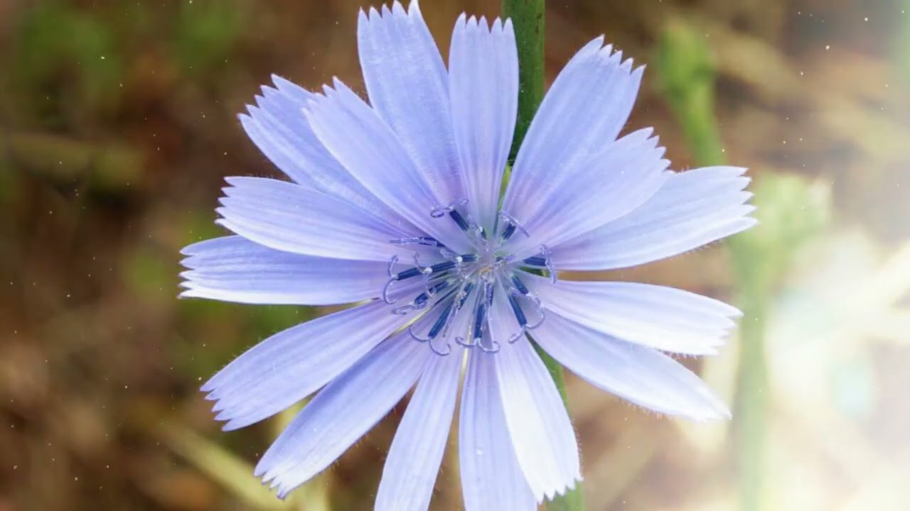 How to Grow Chicory