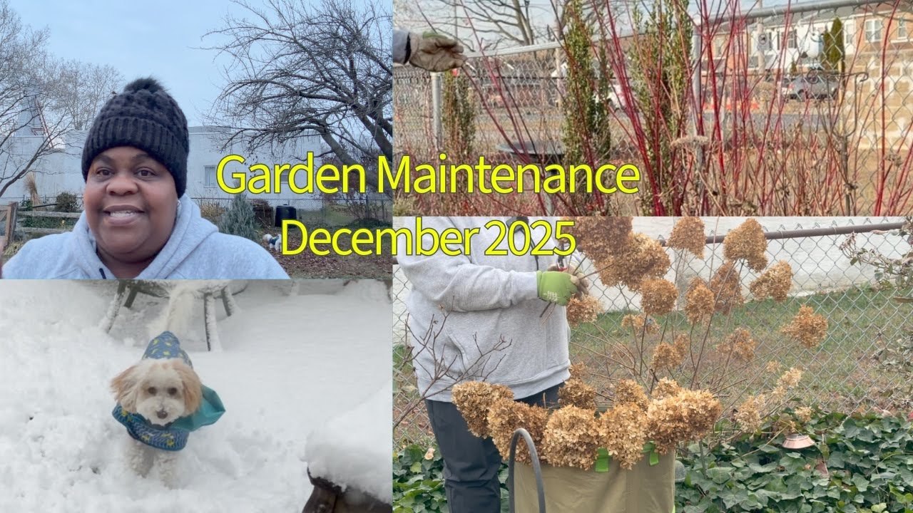 Garden Maintenance & Fall Snow December 2025 | Eastwick Cottage Garden