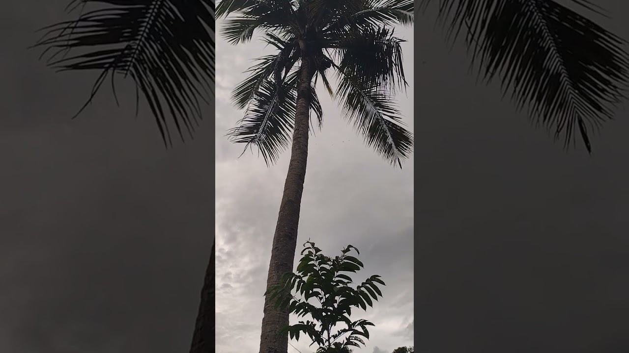 Fazendo aplicação no Piquete dos bezerros