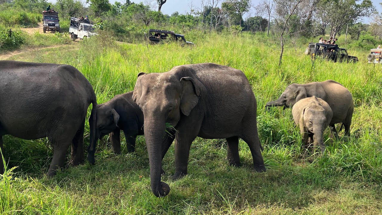 Wild Elephants of Sri Lanka – A Peaceful Safari🇱🇰 #Elephants #SriLanka #Peaceful #Safari