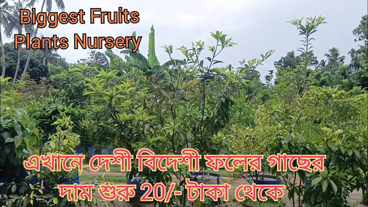 Kolkata Biggest Fruits Plants Nursery ll Plants Starting Only Rs 20/- ll Ram Nursery