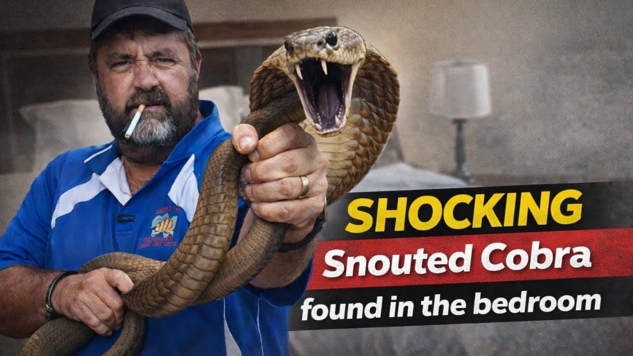 Shocking Snouted Cobra found in the bedroom🐍🙀🙀 #trending #viral