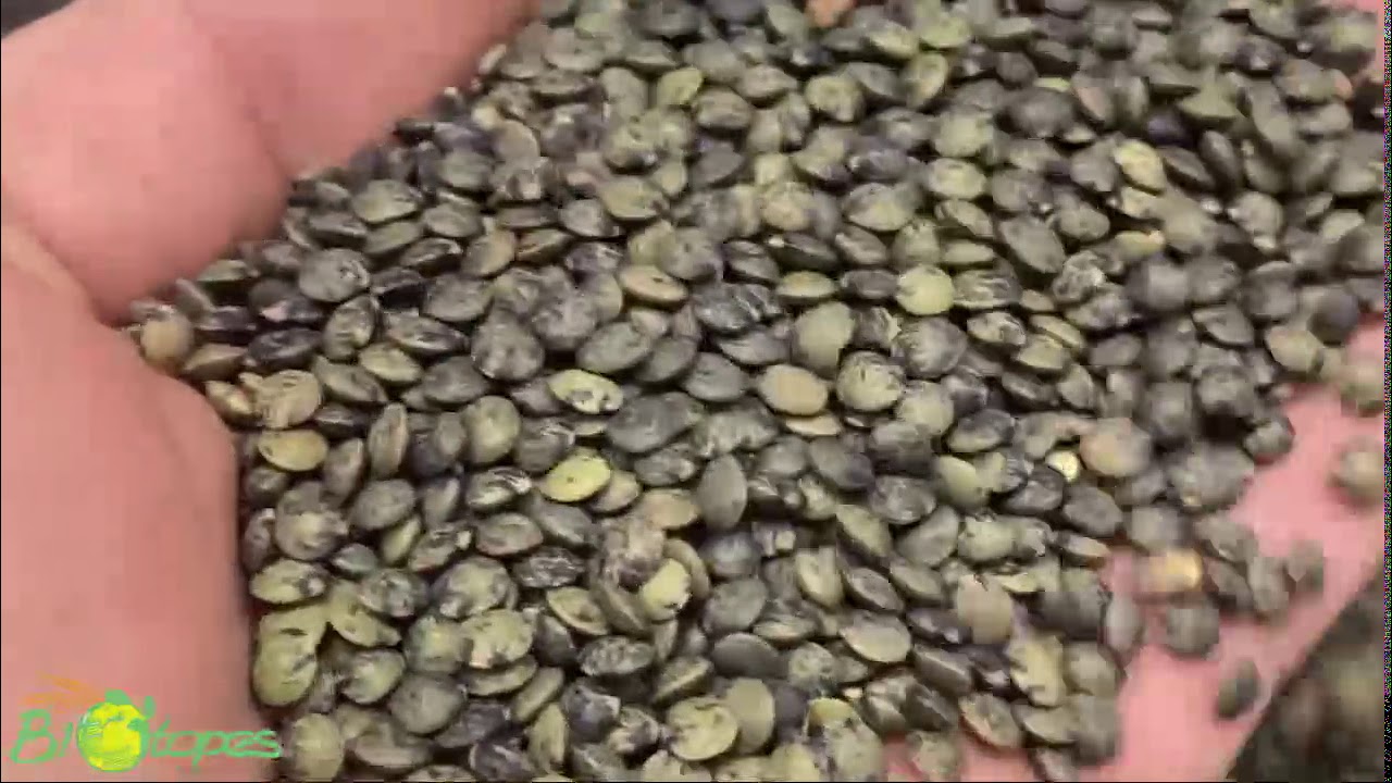 Biotopes à Auberive, Triage de lentille alimentaire !
