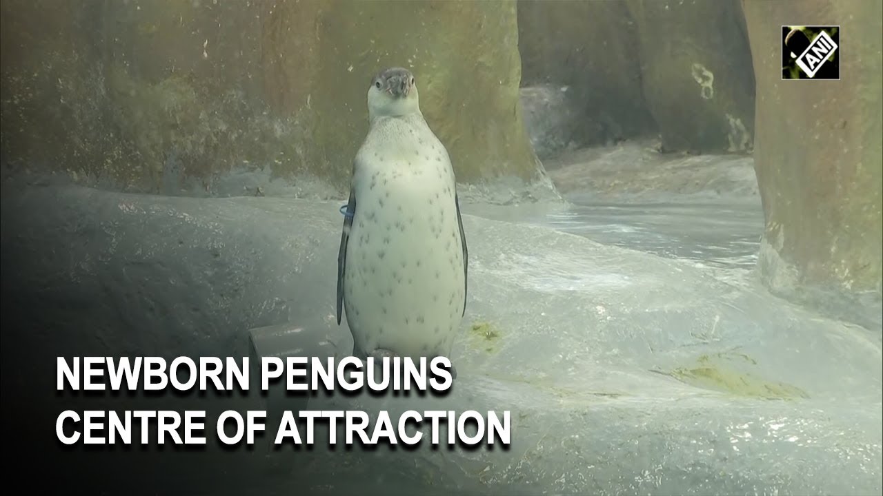 Newborn penguin triplets centre of attraction at Mumbai zoo