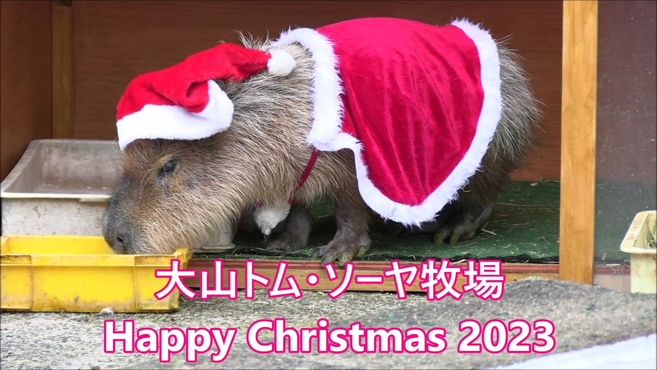 カピバラ （大山トム・ソーヤ牧場篇）Happy Christmas 2023