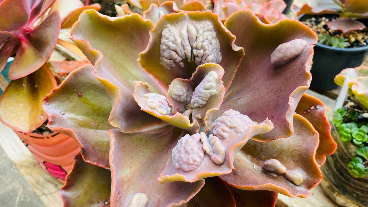 SUCULENTAS que CRESCEM MUITO /COMO CULTIVO MINHAS Gibbifloras  