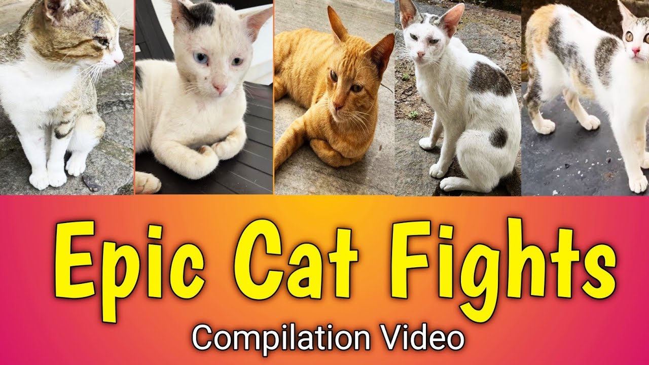 Epic Cats Fighting|Compilation Video