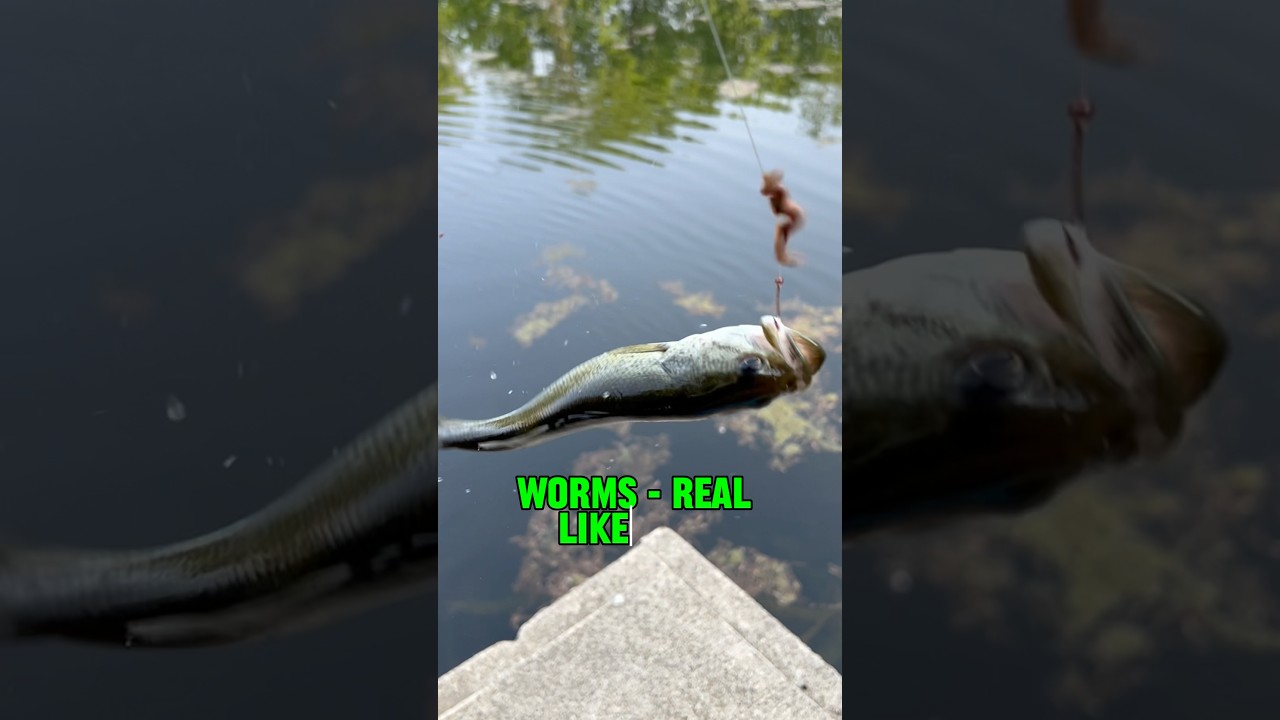Bass LOVE Worms - REAL Or FAKE!! 🎣🐟🪱 