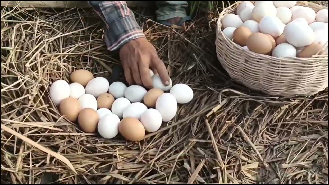 Wow wow! Pick lots of duck eggs near the water's edge, picking the best ones by hand