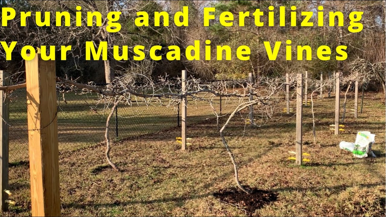 Pruning, Fertilizing and Maintaining Your Muscadine Vines