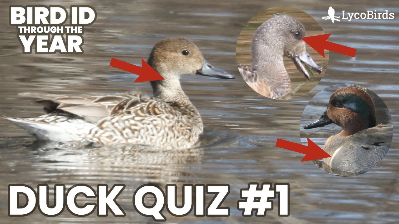 Dabbling Duck ID Quiz (Waterfowl Identification Pt. 5)