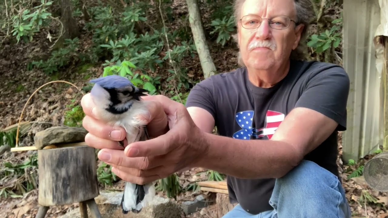 The survival bird snare in action
