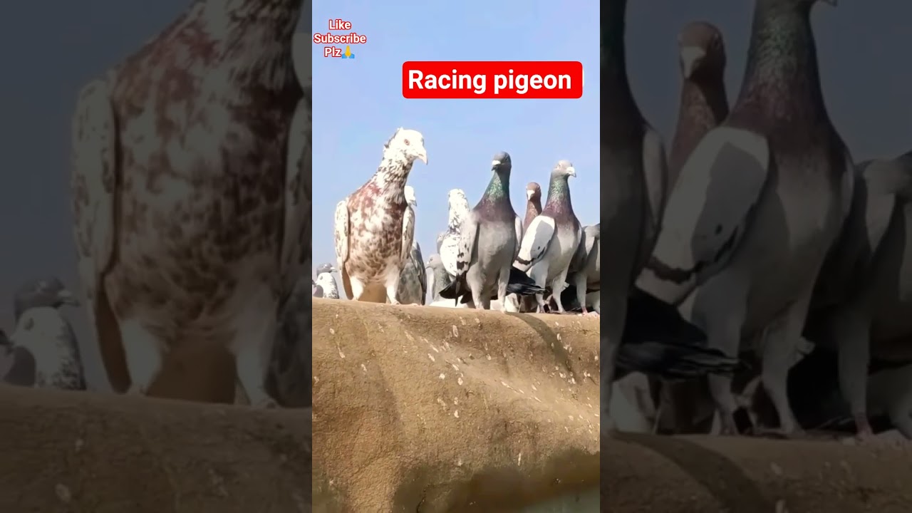 Gole Racing Pigeon #racingpigeon #golekabootar #pigeonlover #trendingsong #viralvideo #birds &hearts;️👍🙏