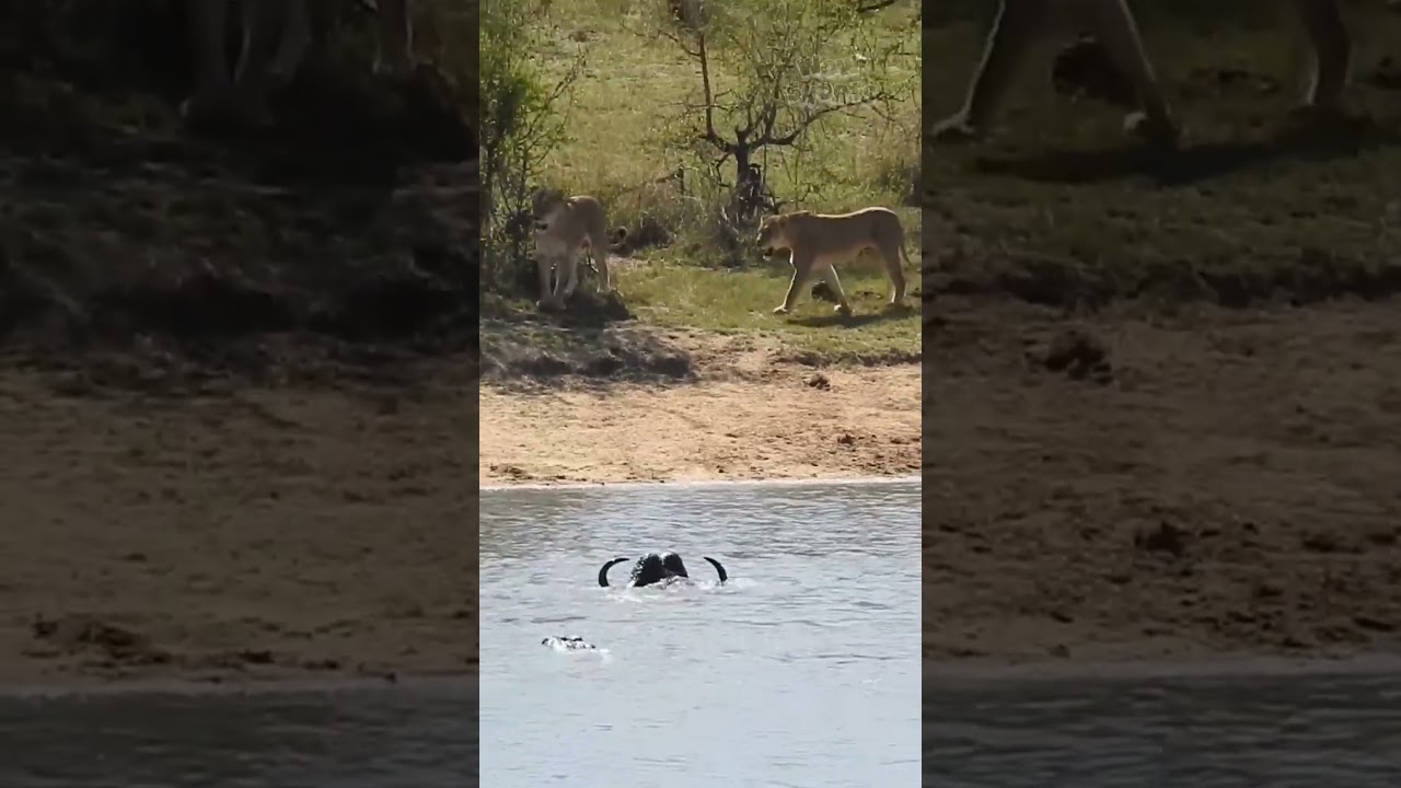 Predator vs Prey: Lions Take on Buffalo in the African Savannah