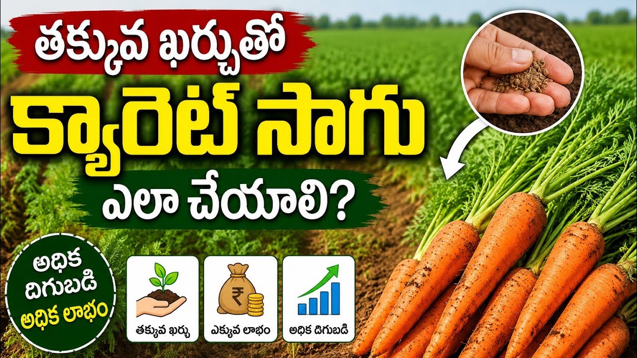 how to carrot crop how to carrot marketing 