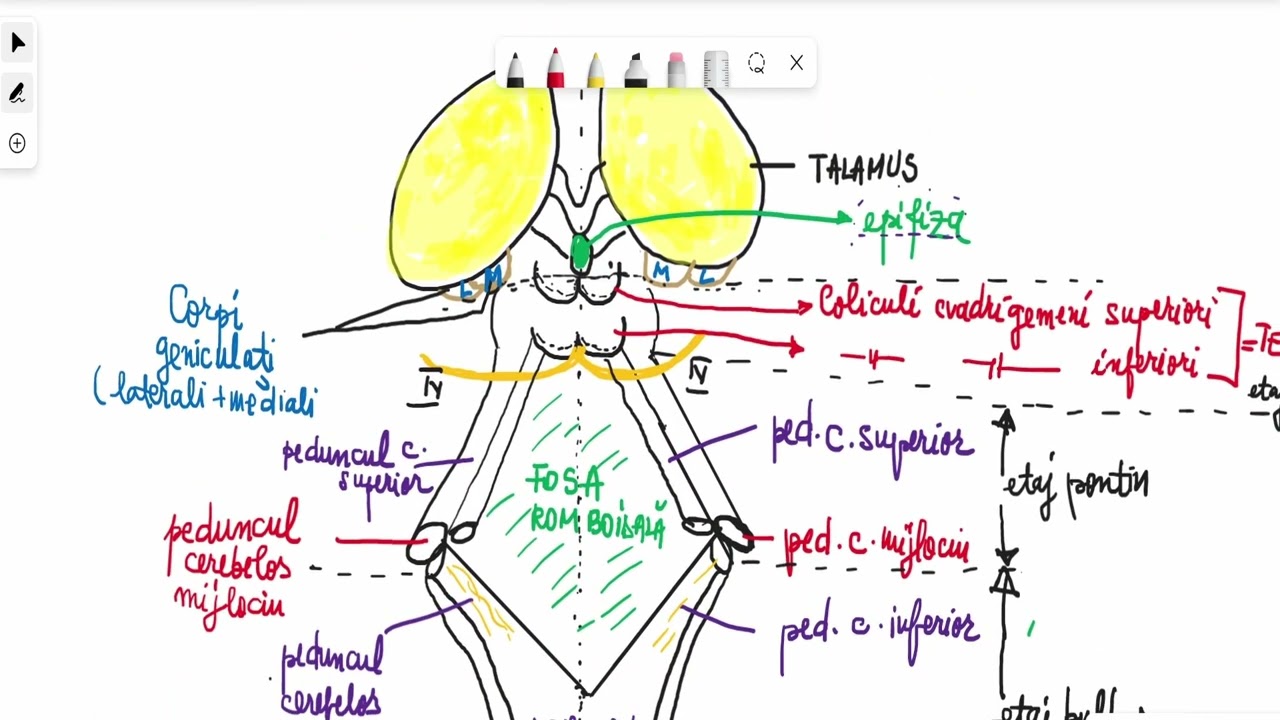 Barrons 11.8  Sistemul nervos periferic
