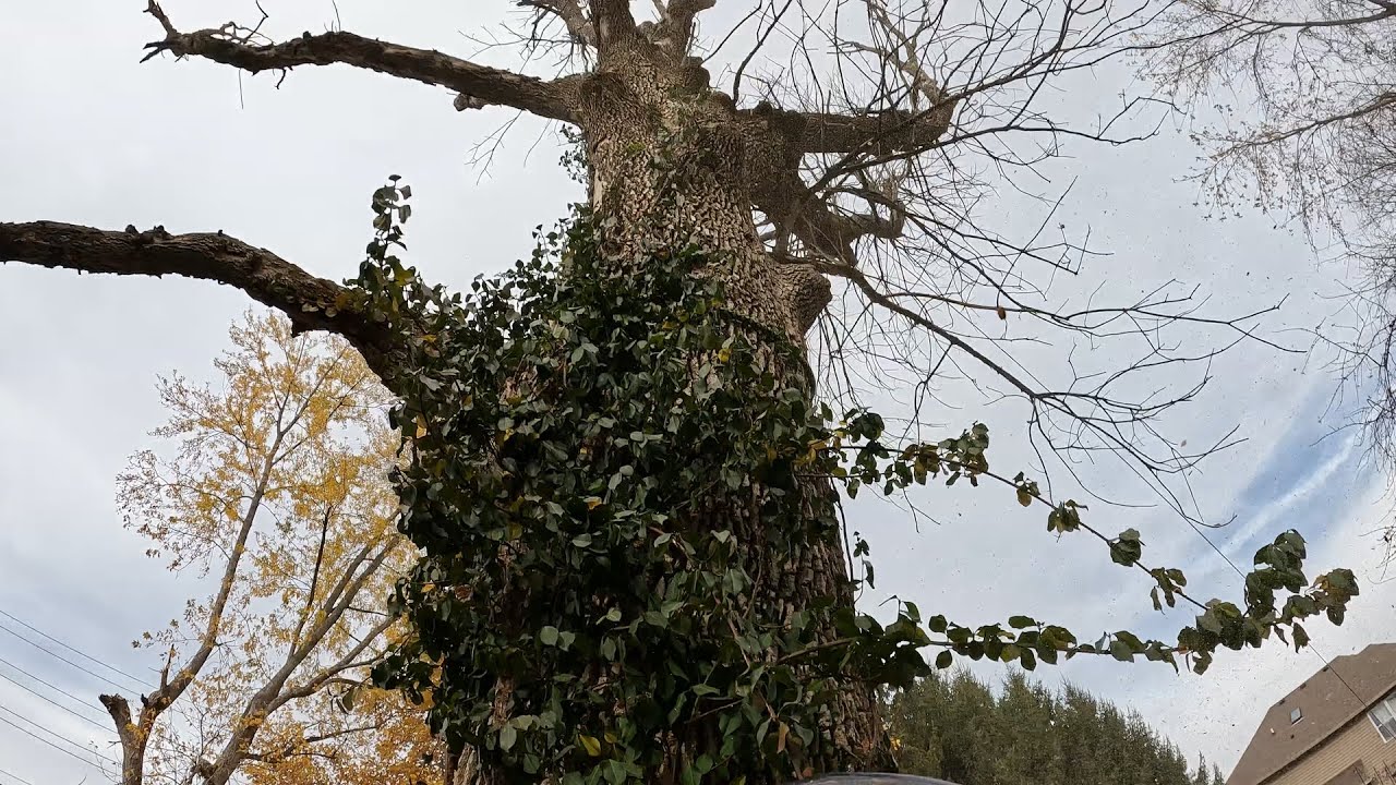derribo de árbol  seco, super podrido.