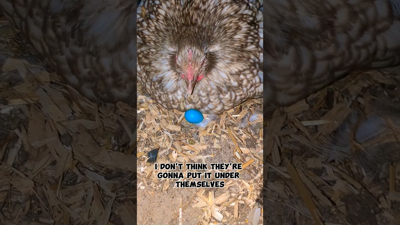 Will The Mother Hens Accept This Egg? #birdeggs