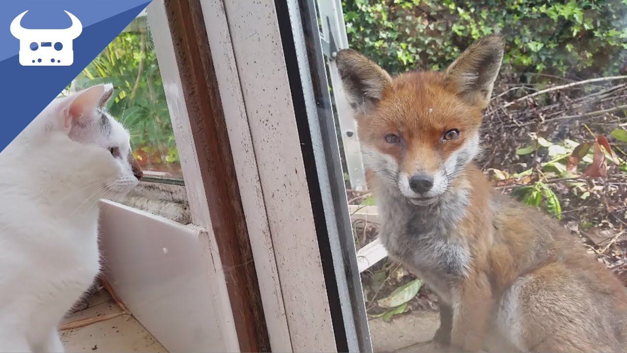 Me and my cats meet a wild fox. Real life Disney moment!