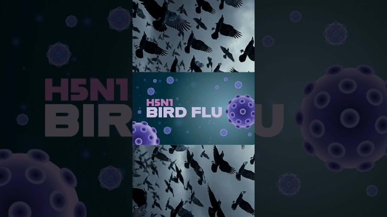 Chennai Adyar Bird Flu Alert | Public Awareness #birdflu #chennainews #health #facts #crow