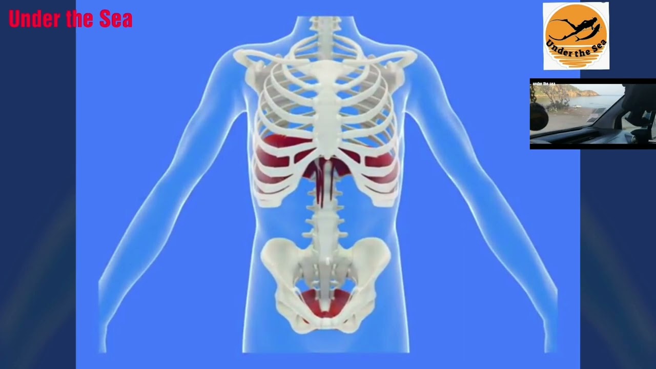 التنفس الصحيح لكتمان النفس.    What is the correct breathing for snorkeling