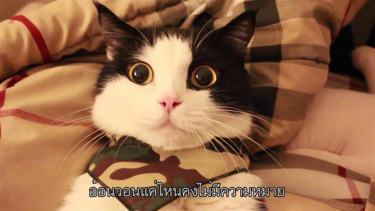Theycallmemeaow - เจ็บที่ตัดจู๋ววว์