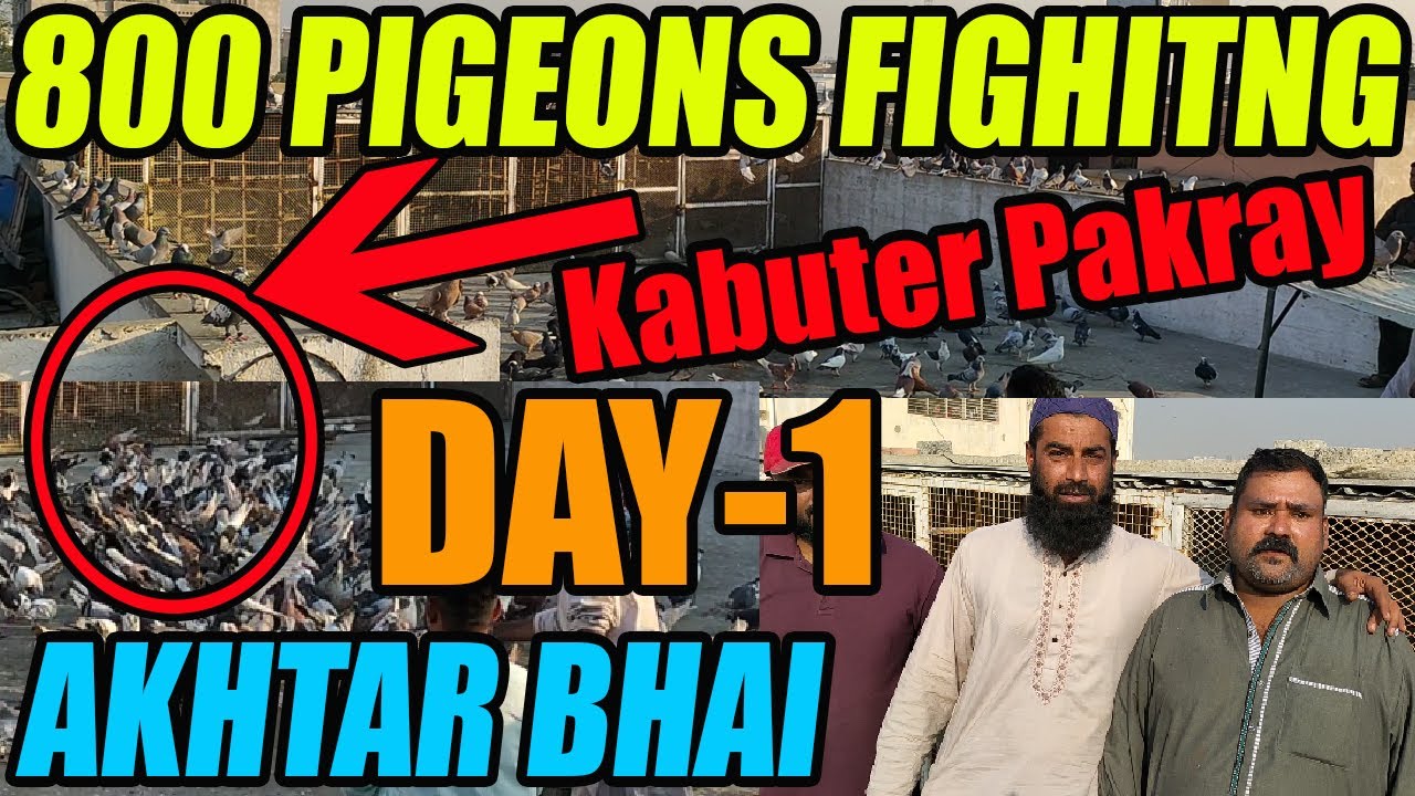 Pigeons Fighting 800 Pigeon Loft Brother Akhtar Kabuter Utre Kabooter Pakray Hunting Capture DAY-1