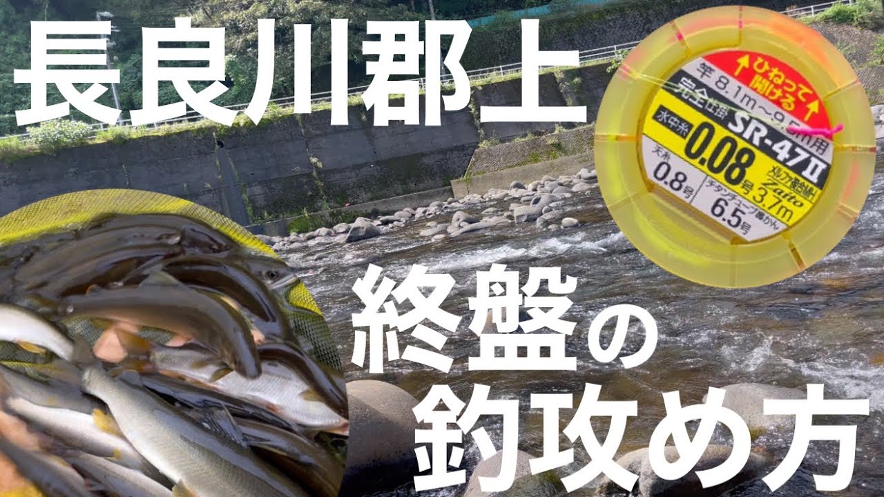 2023年鮎釣り終盤！長良川郡上はこう攻める！