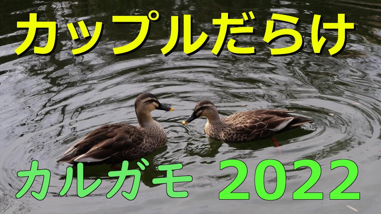 カルガモ～池はカップルだらけ【2022】23 目白庭園