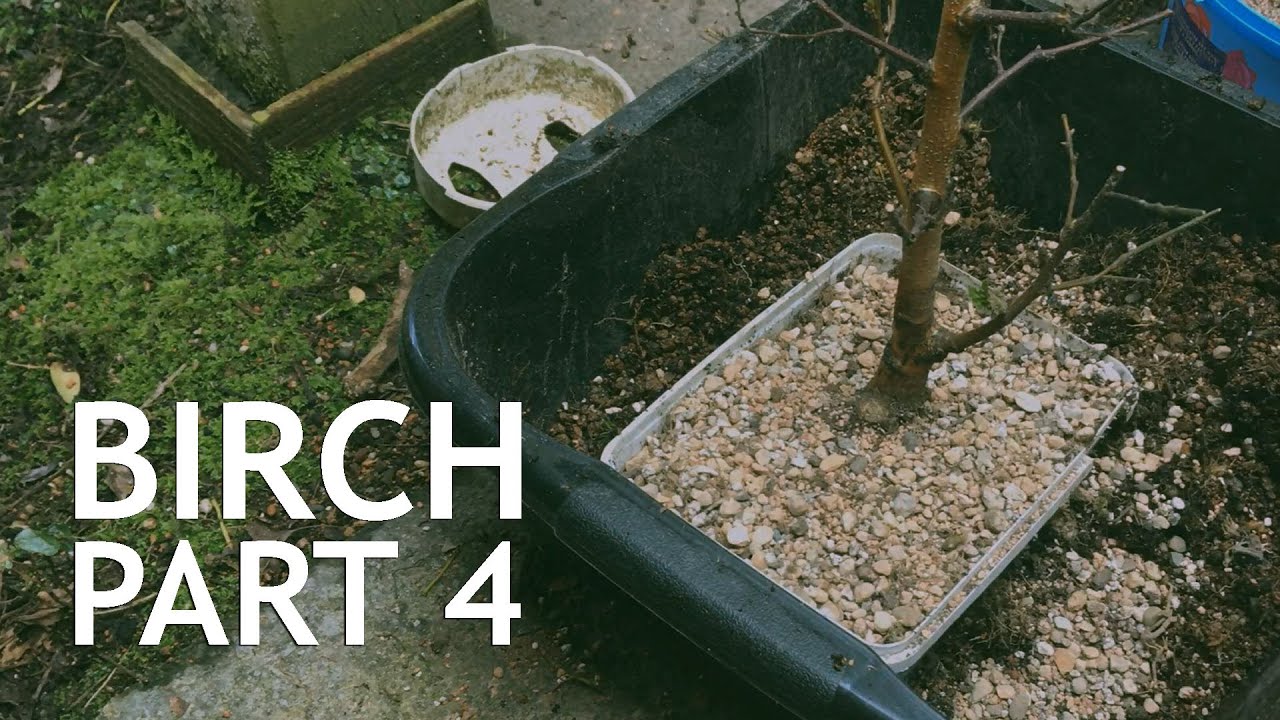 Birch from the 