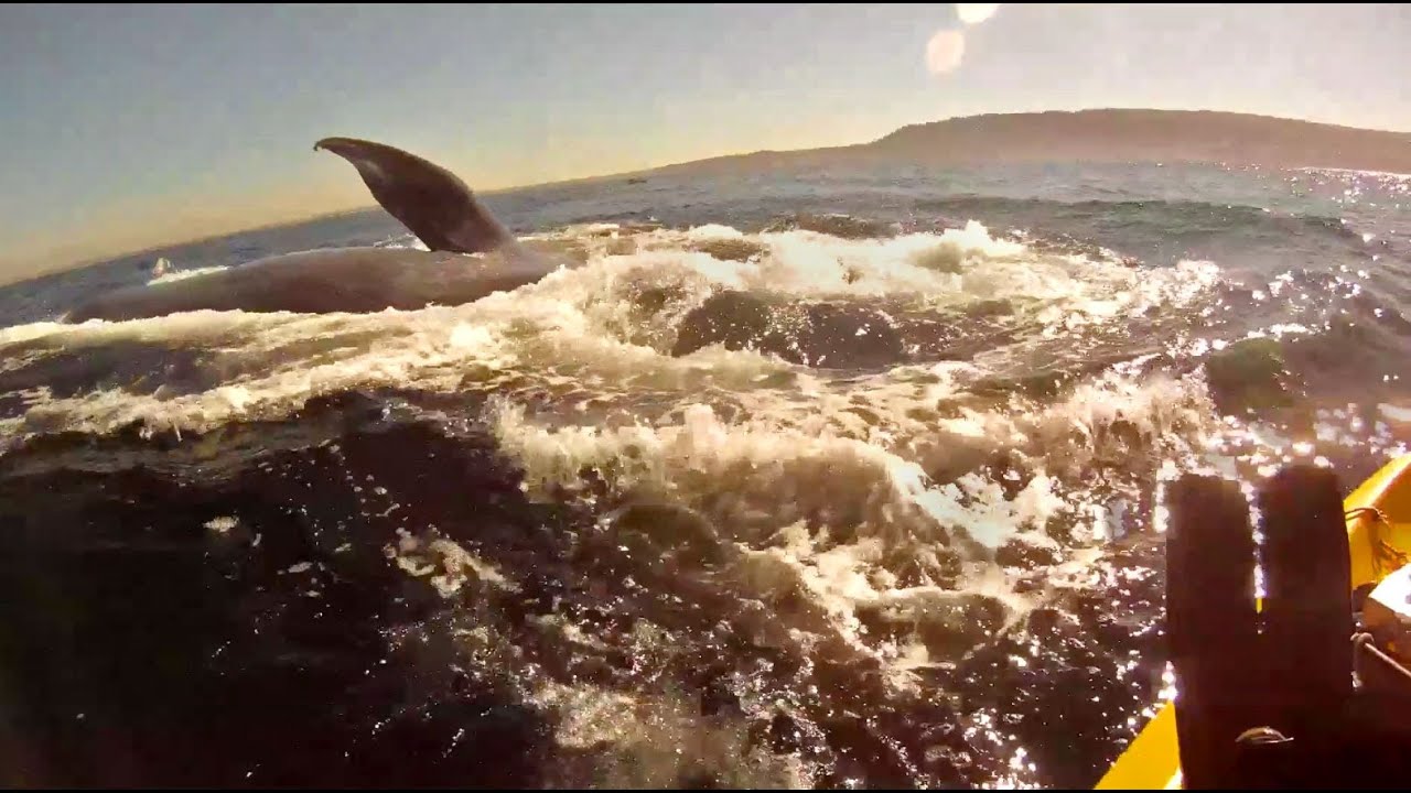 Kayaking with Redondo Beach Blue Whales, with underwater footage  and Lunge feeding GoPro