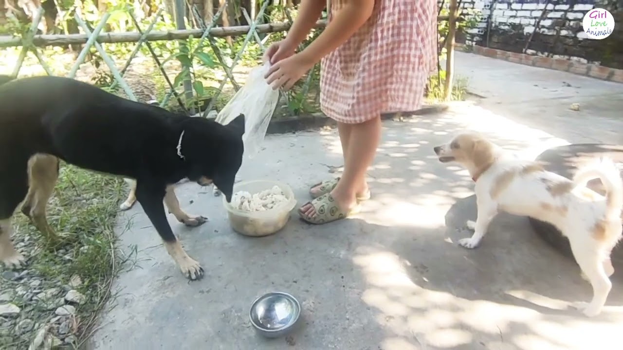 Funniest cats and dogs | meal together of pido and kem dog vs chip&dale chicken
