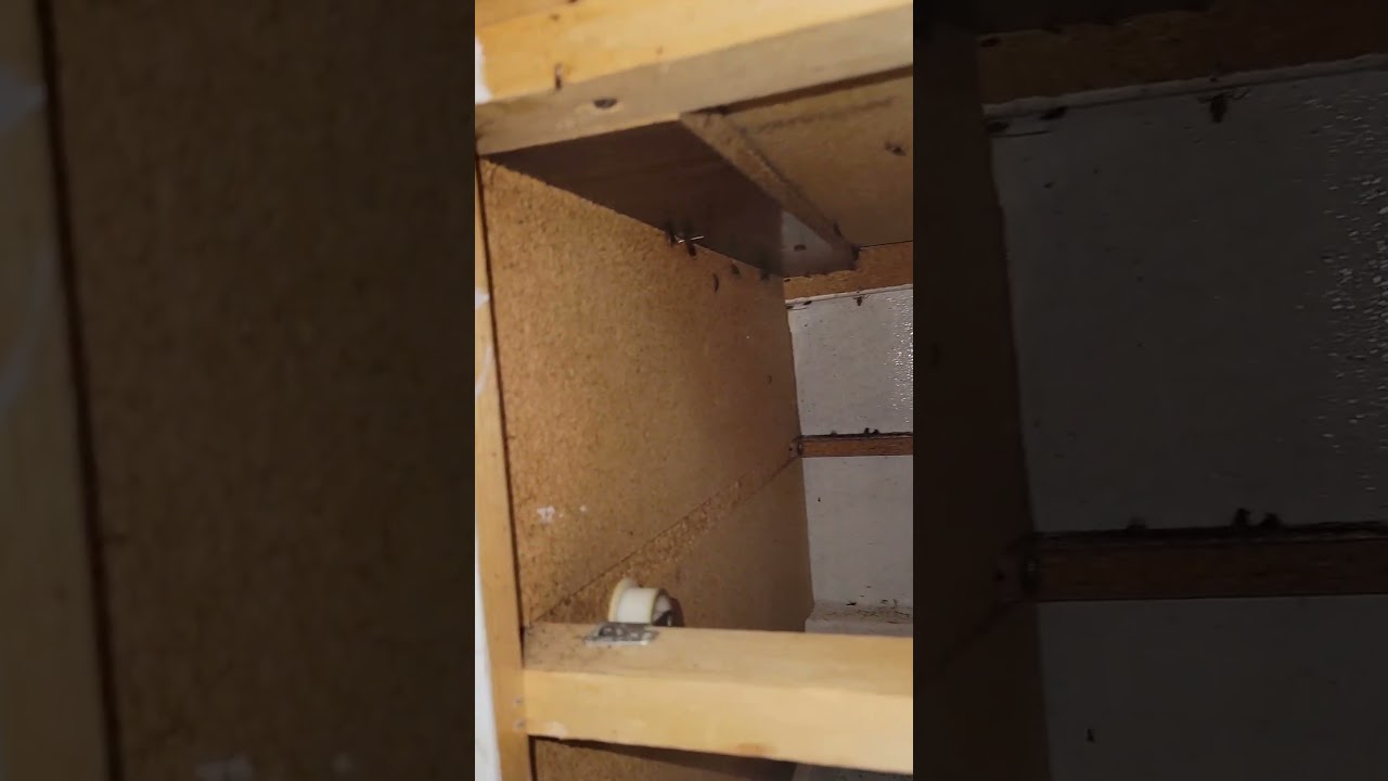 Pest control for cockroaches in Toronto