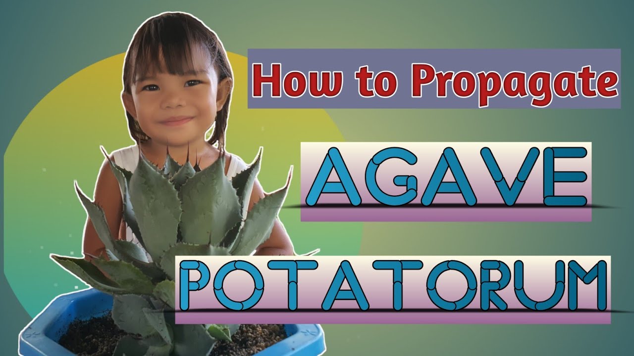 How to propagate Agave Potatorum