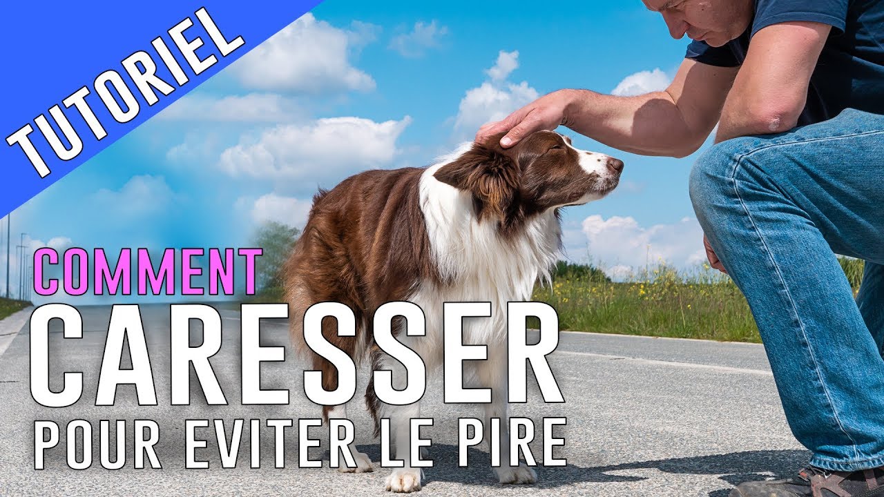 CARESSER son CHIEN et EVITER les ERREURS