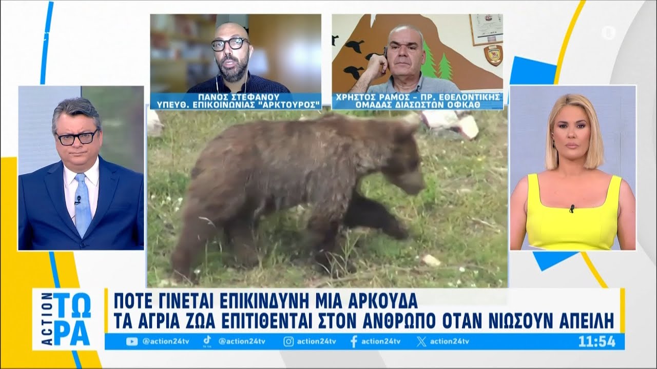 Πότε γίνεται επικίνδυνη μια αρκούδα - Τα άγρια ζώα αντιδρούν όταν νιώσουν απειλή | ACTION 24