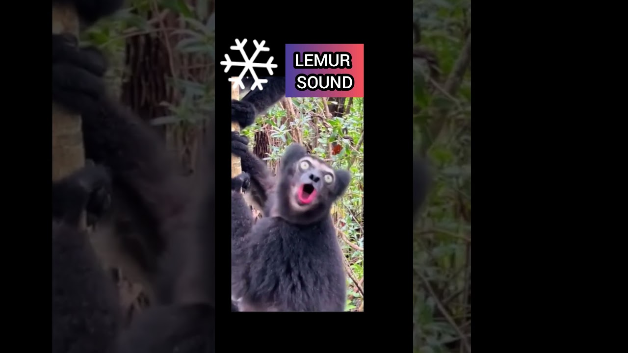 Animal sounds lemur