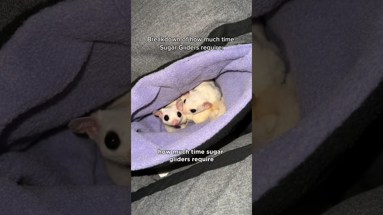 Follow for more sugar glider videos 🐰 (Part 2 is up now)