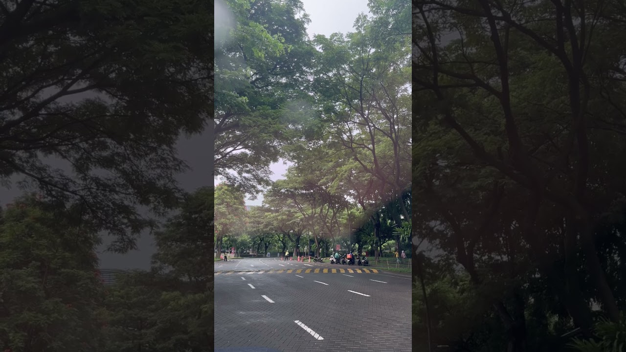 THE BREEZE, BSD CITY AFTER RAIN #tree #trees #afterrain #rain