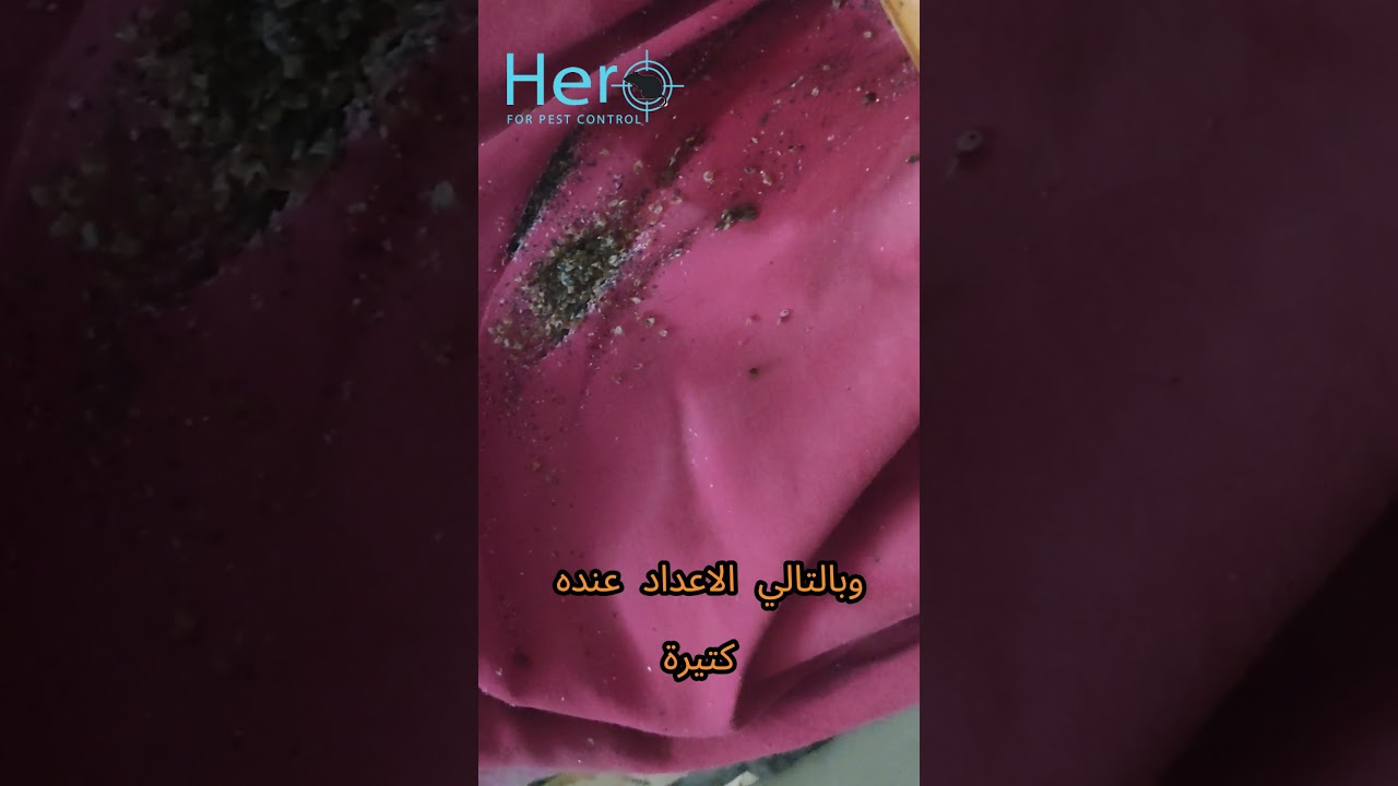 ايه مراحل الاصابه بحشره بق الفراش وازاي اعرف انا في اني مرحله ؟ #مكافحة_الحشرات #بق_الفراش #حشرات