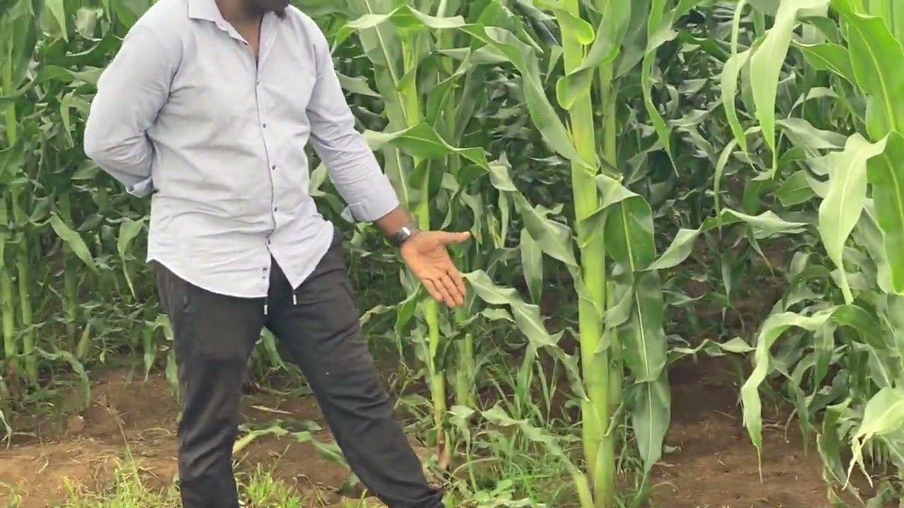 Biofertilizer number 1 in the world is here to stay