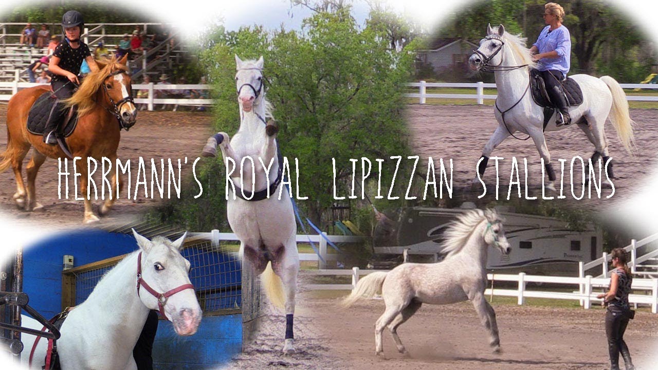 Herrmann's Royal Lipizzan Stallions
