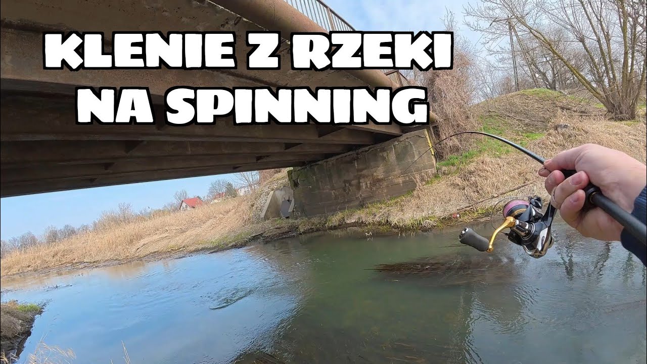 WIOSENNE KLENIE z MAŁEJ RZEKI NA SPINNING
