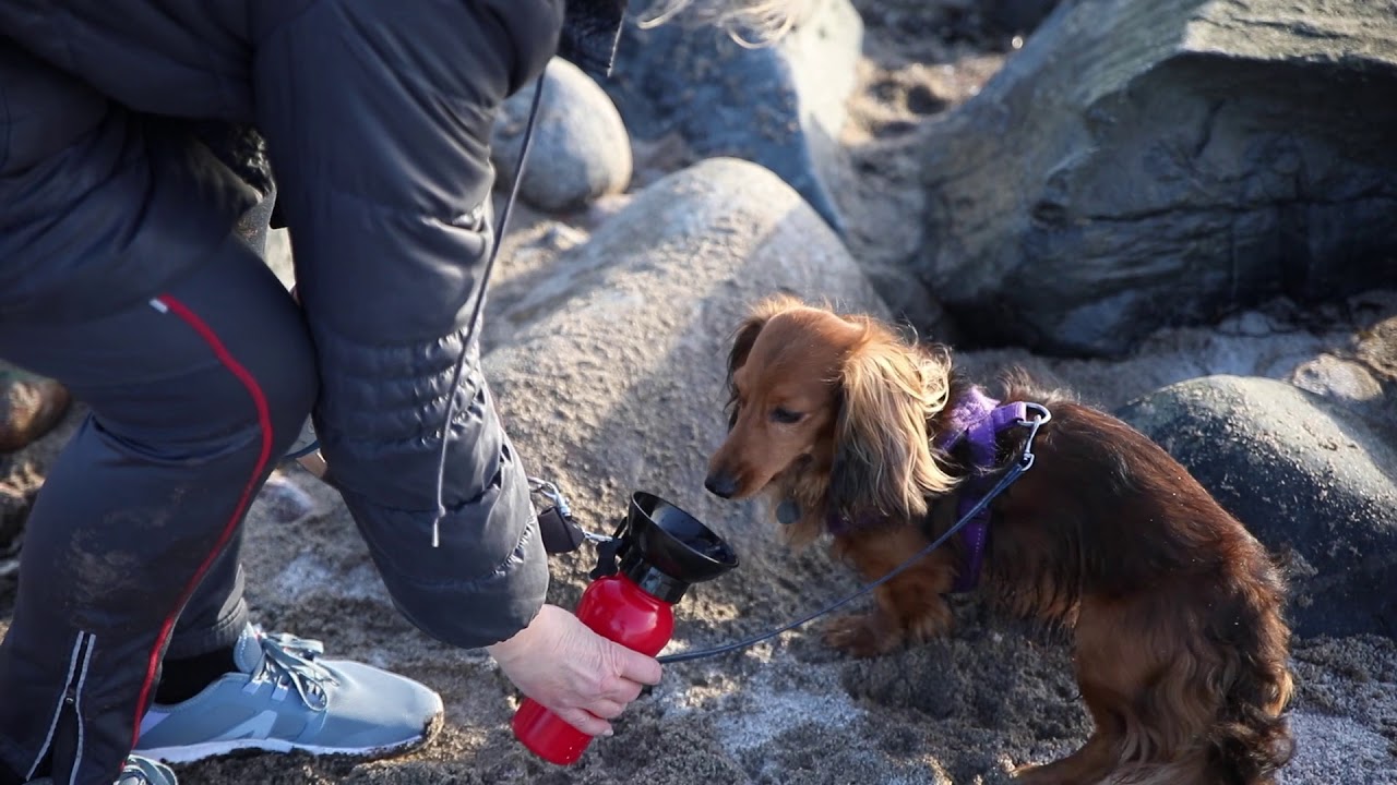 Aqua Pet - Borraccia per cani con ciotola integrata