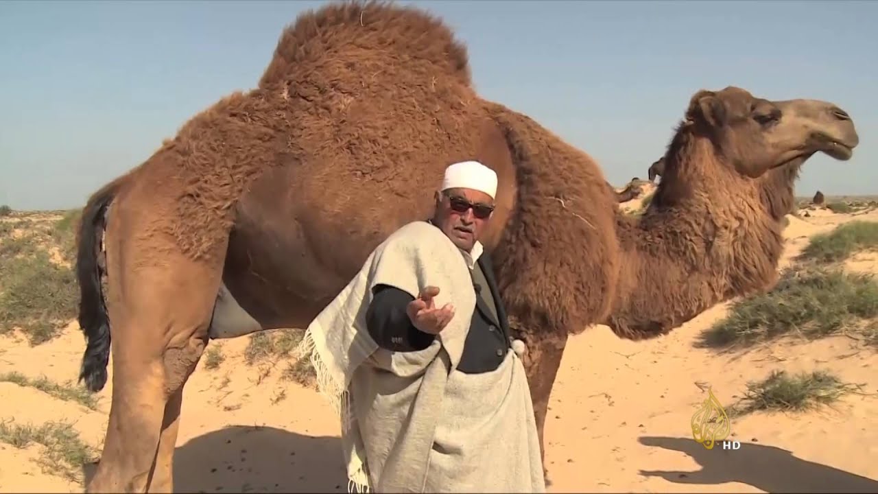 السواتر الترابية بالحدود التونسية تقلص مساحات الرعي