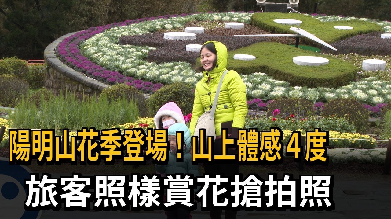 陽明山花季登場 「山上低溫8度」擋不了旅客賞花熱情－民視新聞