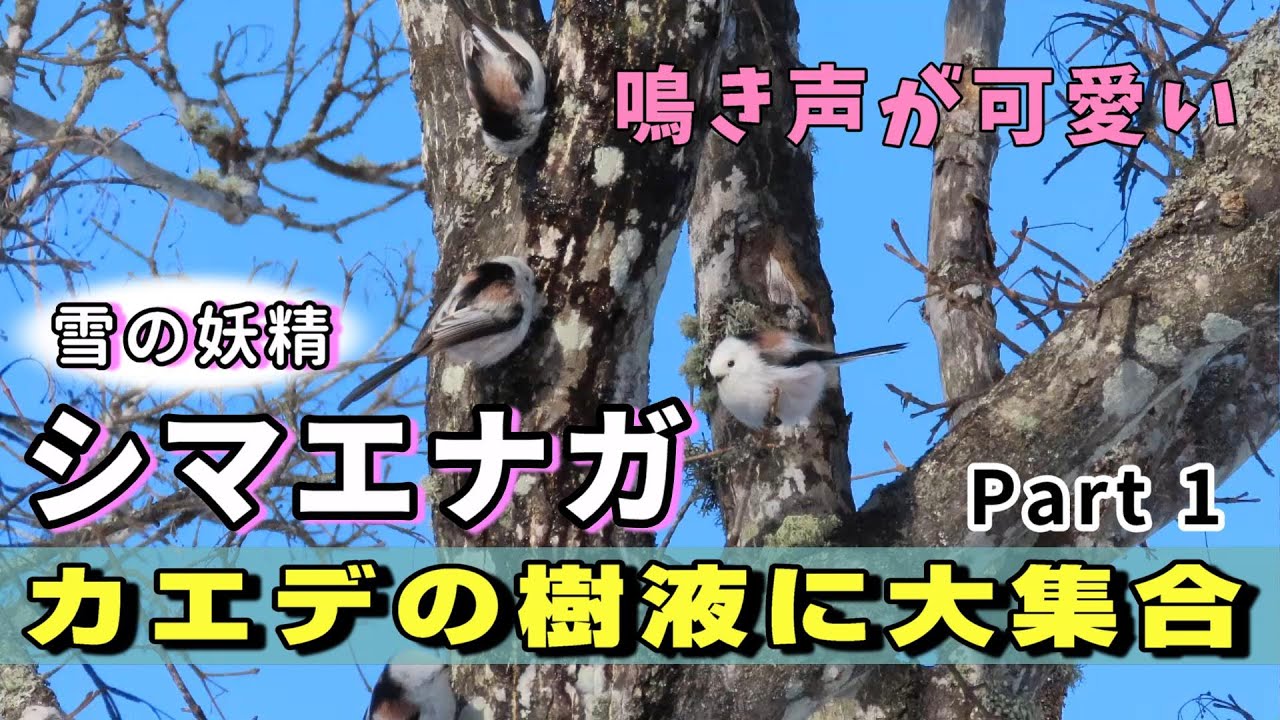 「雪の妖精 シマエナガ」カエデの樹液に大集合　part 1　鳴き声が可愛い！
